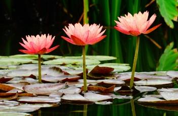 睡莲白天开放晚上闭合的原因