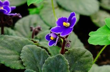 非洲紫罗兰的繁殖方法