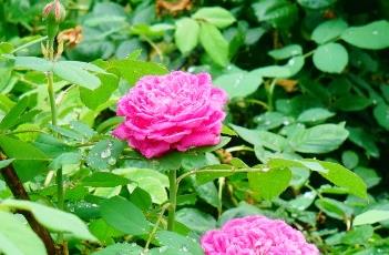 月季花的养殖方法