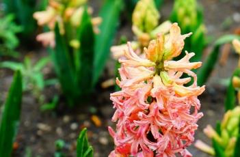 风信子的养殖方法 风信子的养殖方法