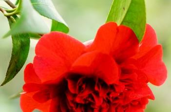 茶花花蕾不开的原因 茶花花蕾不开的原因有哪些