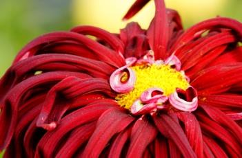 菊花叶子发黄怎么办