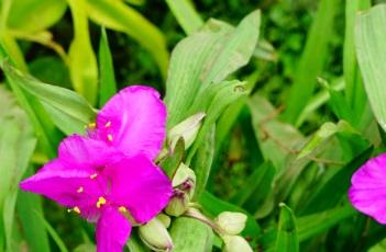 紫露草的栽培要点 紫露草的栽培要点