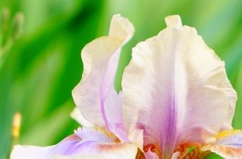 鸢尾花田间管理方法