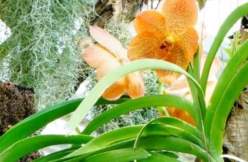 盆栽万代兰的养殖方法 盆栽万代兰的养殖方法