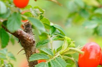 玫瑰的寓意与象征意义