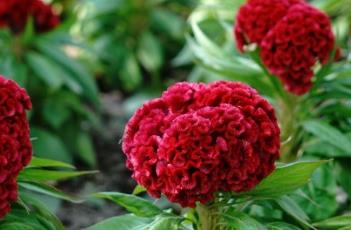 鸡冠花的养殖方法 鸡冠花的养殖方法