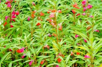 凤仙花的养殖方法