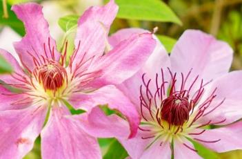 铁线莲的养殖方法