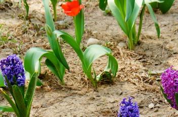 盆栽风信子的养殖方法