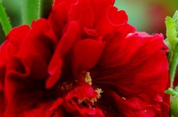 蜀葵的养殖方式