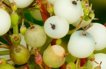 红瑞木（红瑞木怎么水养）