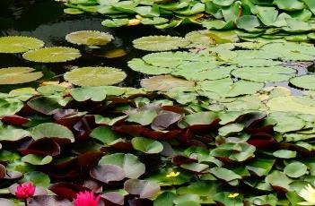 盆栽睡莲的养殖方法 盆栽睡莲的养殖方法