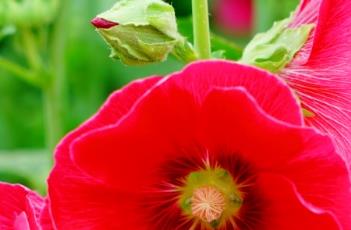 蜀葵的养殖方式