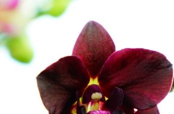 蝴蝶兰花期养护方式 蝴蝶兰花期养护方式