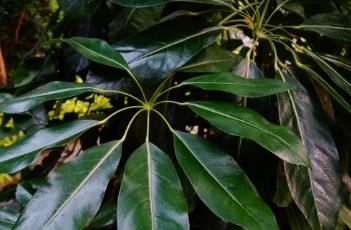 大叶伞 大叶伞植物