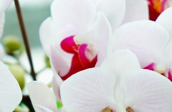 蝴蝶兰的养殖方法