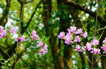 杜鹃花有毒吗（杜鹃花有毒吗 能放在卧室里吗）