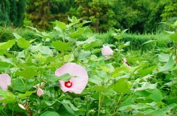 大花芙蓉葵的栽培技术