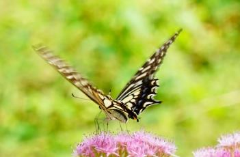 盆栽八宝景天的养殖方法 八宝景天花的养殖方法