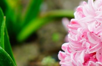 风信子的养殖方法 风信子的养殖方法