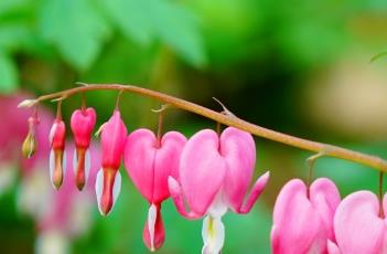 荷包牡丹的栽培方法 荷包牡丹的栽培方法和管理