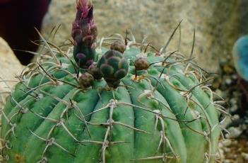 光琳玉 光琳玉就是天平丸