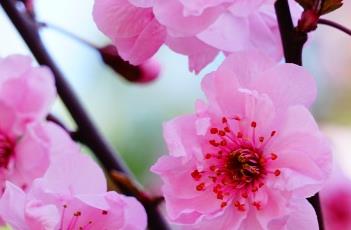 美人梅的栽培技术