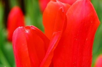 红色骄傲郁金香