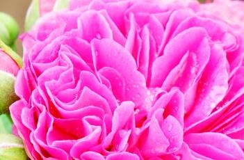 AugusteSeebauer月季 bienvenue月季