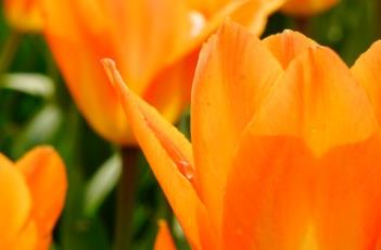 橙色皇帝郁金香
