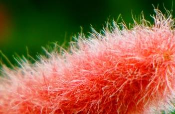 猫尾红的养护方法