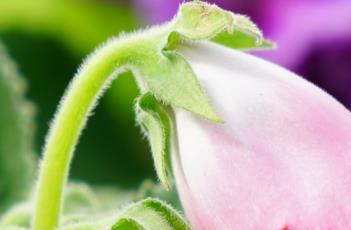 怎么防止大岩桐的常见病害