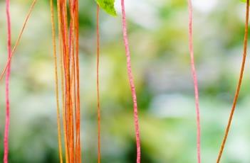 锦屏藤的常见问题