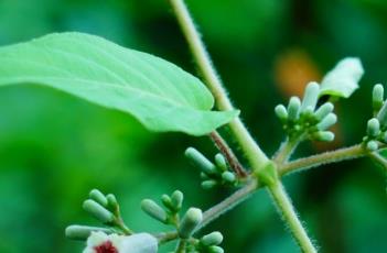 耳叶鸡矢藤 耳叶鸡矢藤图片