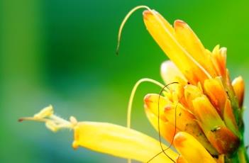 黄脉爵床 黄脉爵床的花