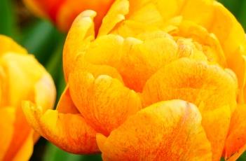 太阳的爱郁金香