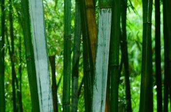 粉单竹 粉单竹用途