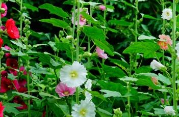蜀葵的养殖方式