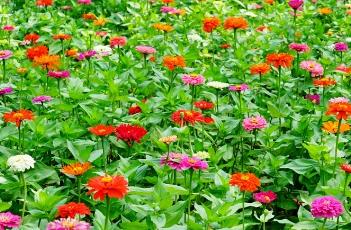 百日菊的养殖方法