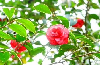 山茶花的养殖方法 山茶花的养殖方法