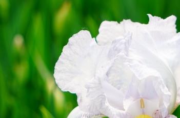 鸢尾花田间管理方法（鸢尾的栽培管理）