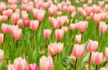 布兹郁金香 利兹郁金香