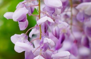 紫藤