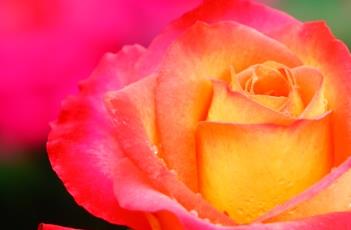 月季花的繁殖方法