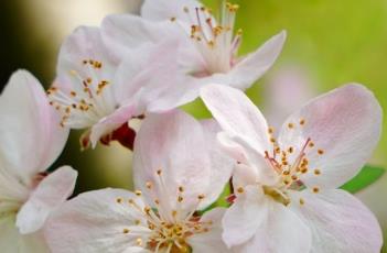 湖北海棠 湖北海棠