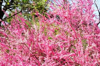 榆叶梅的繁殖方法