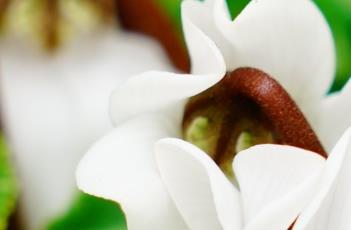 仙客来花期及注意事项