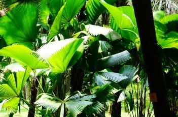 苏玛旺氏钝叶轴榈