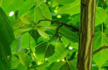 青榨槭 青榨槭树药用价值